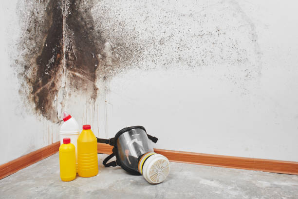  West Covina, CA Mold Removal Pros