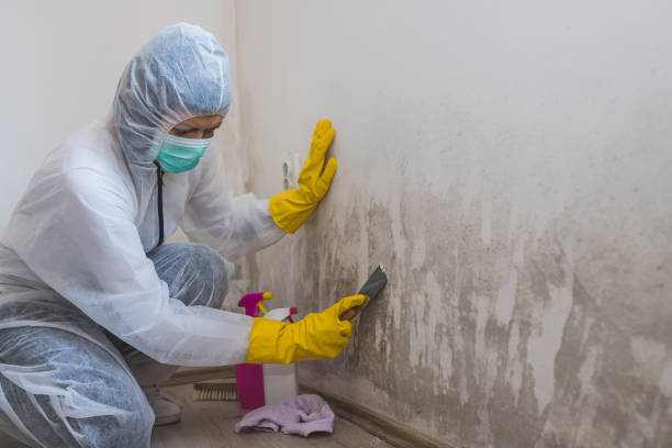 Trusted West Covina, CA Mold Removal Experts