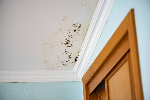 Best Mold Remediation  in West Covina, CA