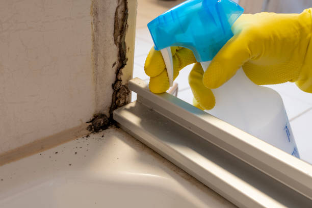 Best Commercial Mold Removal  in West Covina, CA