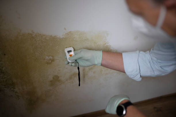 Best Same-Day Mold Removal  in West Covina, CA