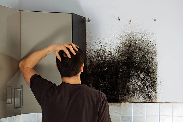 Best Certified Mold Removal  in West Covina, CA