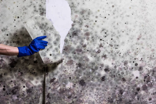 Best Mold Cleaning Services  in West Covina, CA
